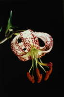 Foto: Norgart Martschinke